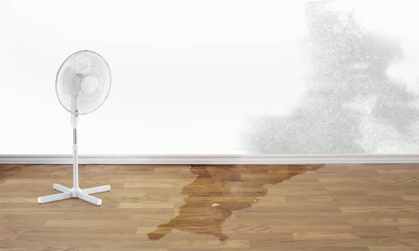 Best 24/7 water damage repair  in South Sarasota, FL