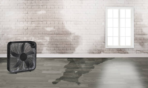 Best Mold removal after water damage  in South Sarasota, FL